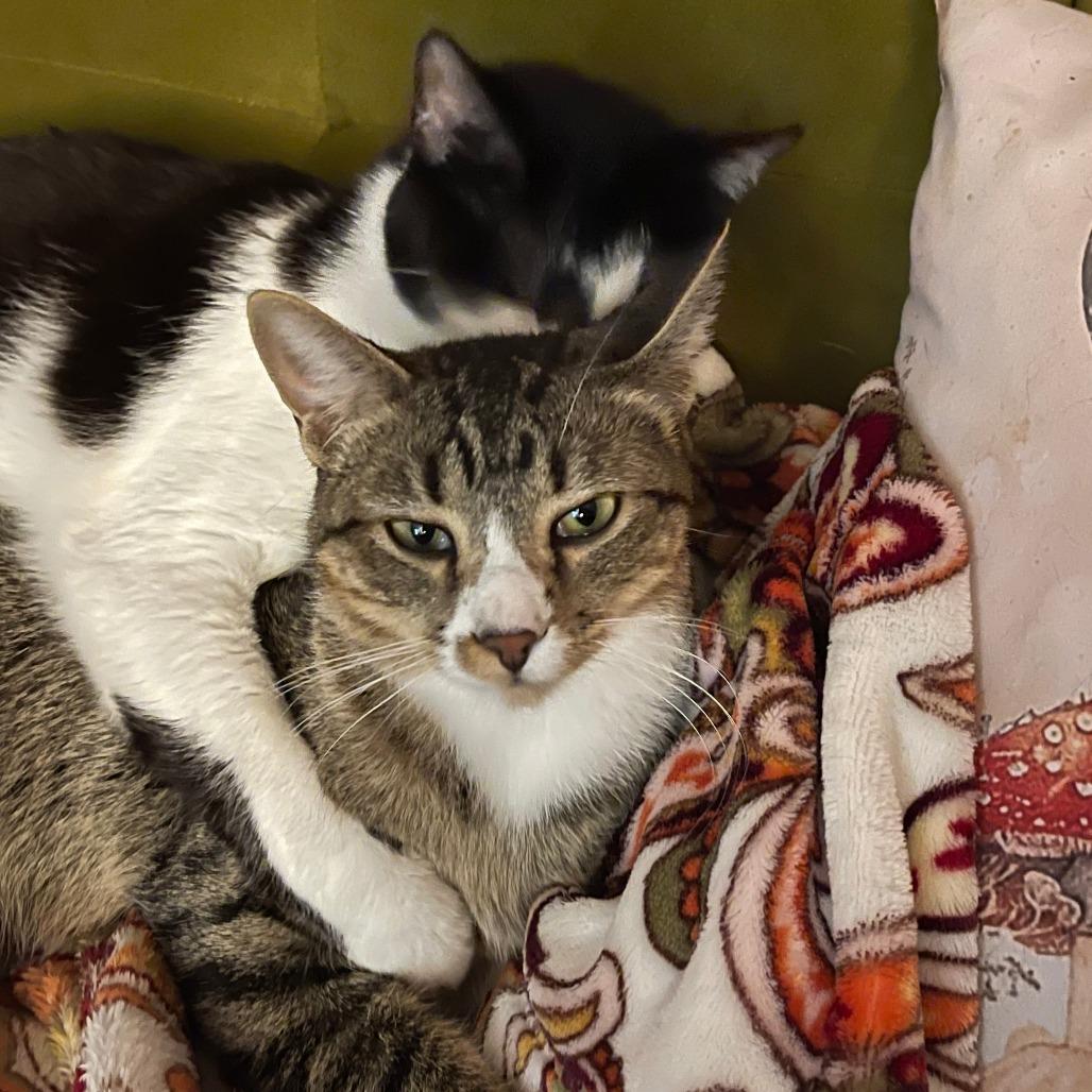 Enlarge Aphelion Aura, a Adoptable Domestic Short Hair in Brooklyn, NY image 1/6