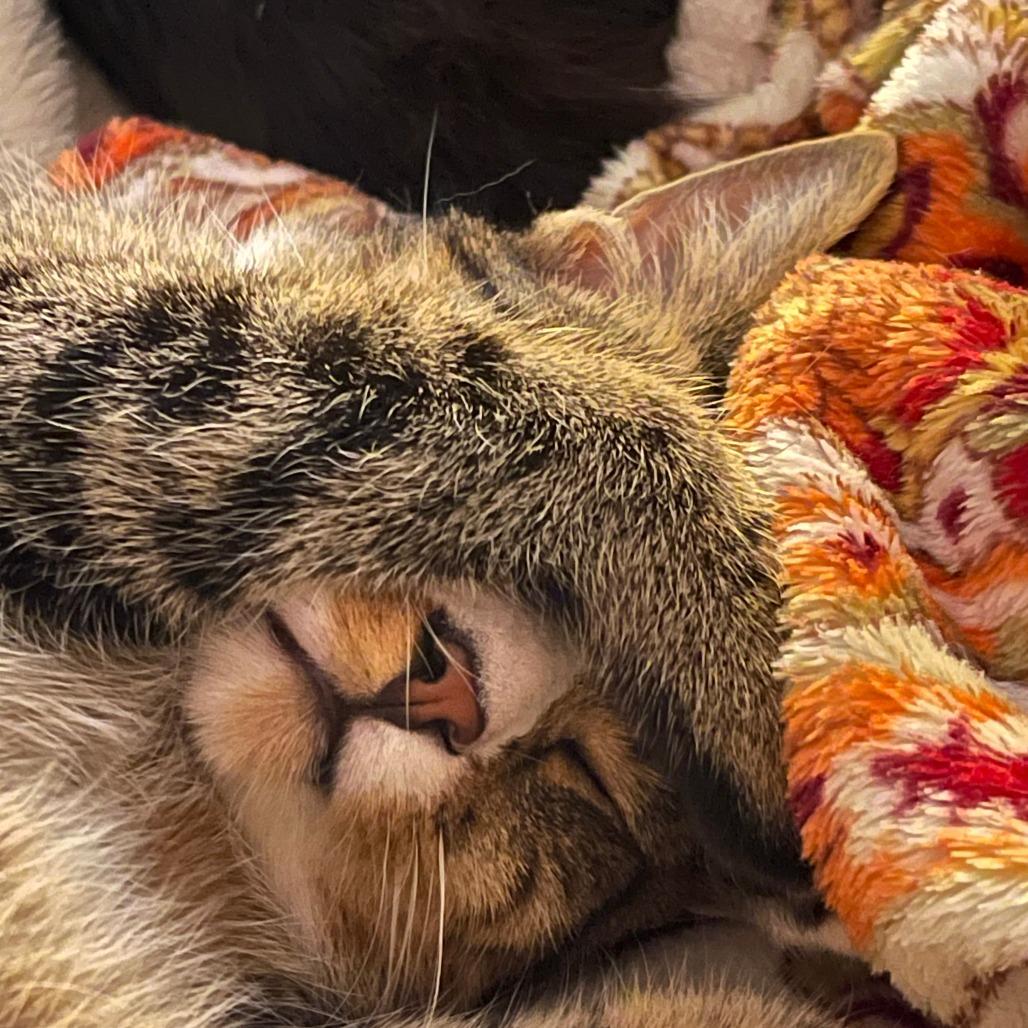 Enlarge Aphelion Aura, a Adoptable Domestic Short Hair in Brooklyn, NY image 2/6