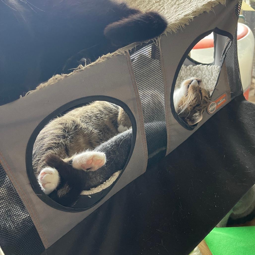 Enlarge Aphelion Aura, a Adoptable Domestic Short Hair in Brooklyn, NY image 4/6