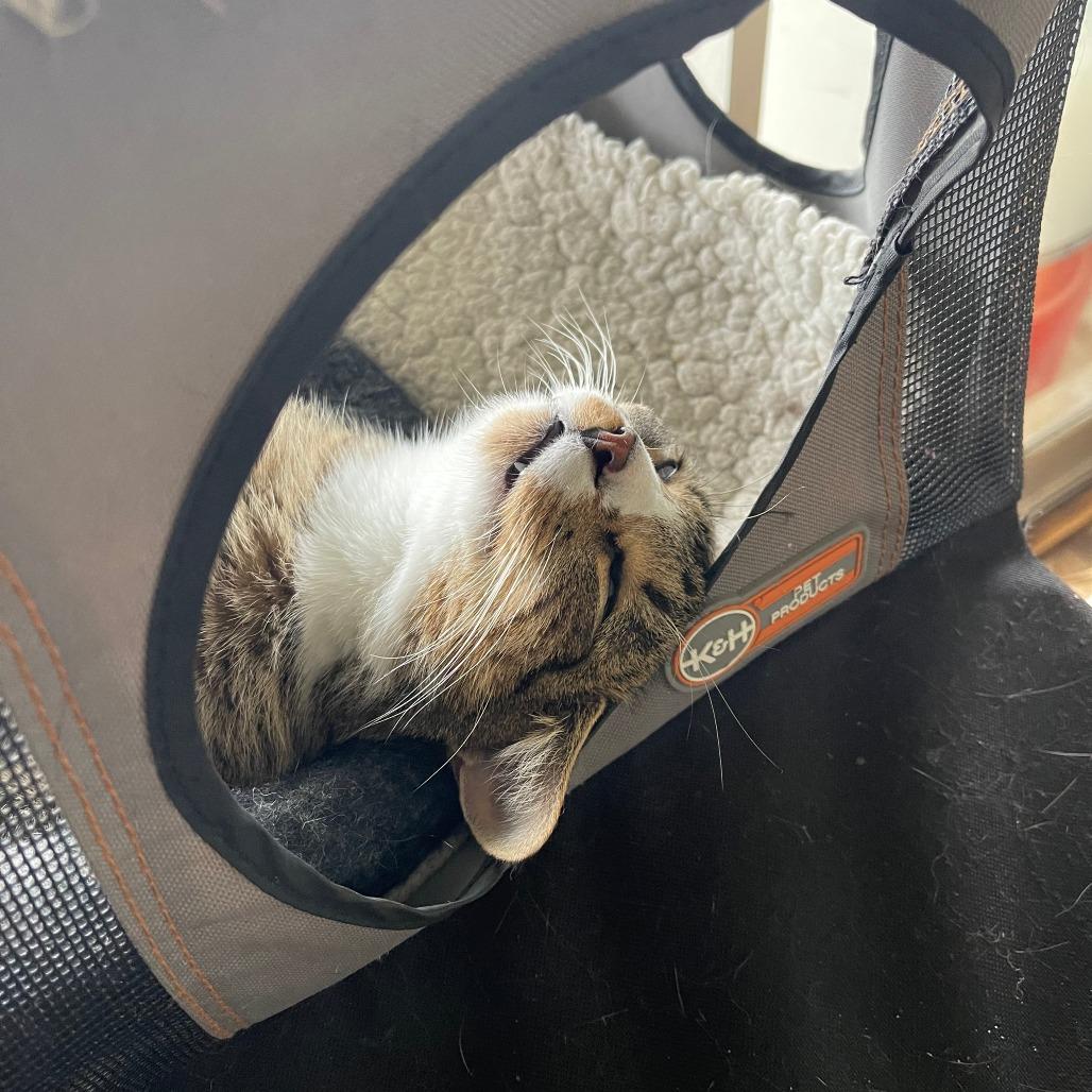 Enlarge Aphelion Aura, a Adoptable Domestic Short Hair in Brooklyn, NY image 6/6