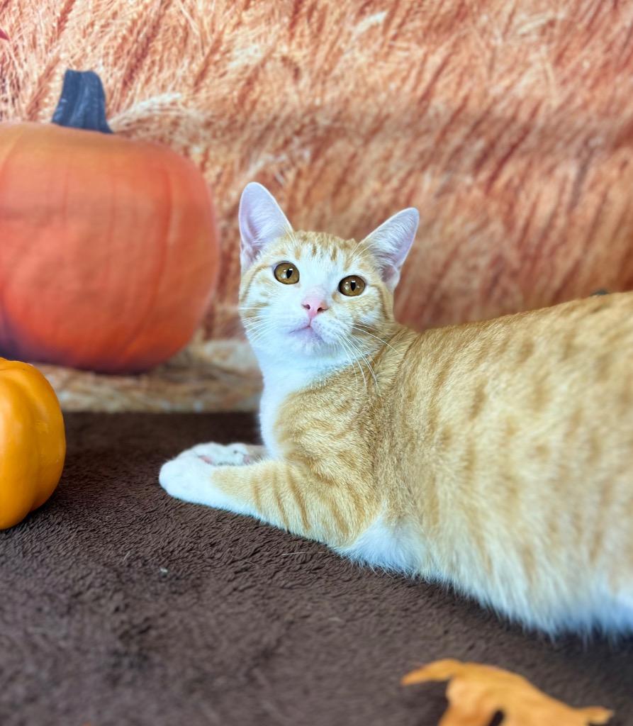 Susie, a Adoptable Tabby in Nacogdoches, TX image 1/5