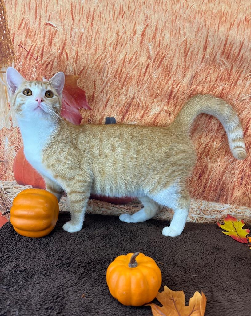 Susie, a Adoptable Tabby in Nacogdoches, TX image 2/5