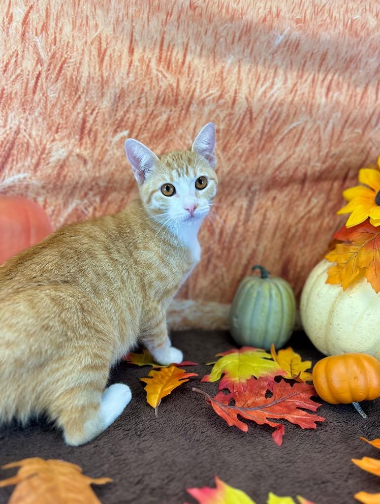 Susie, a Adoptable Tabby in Nacogdoches, TX image 3/5