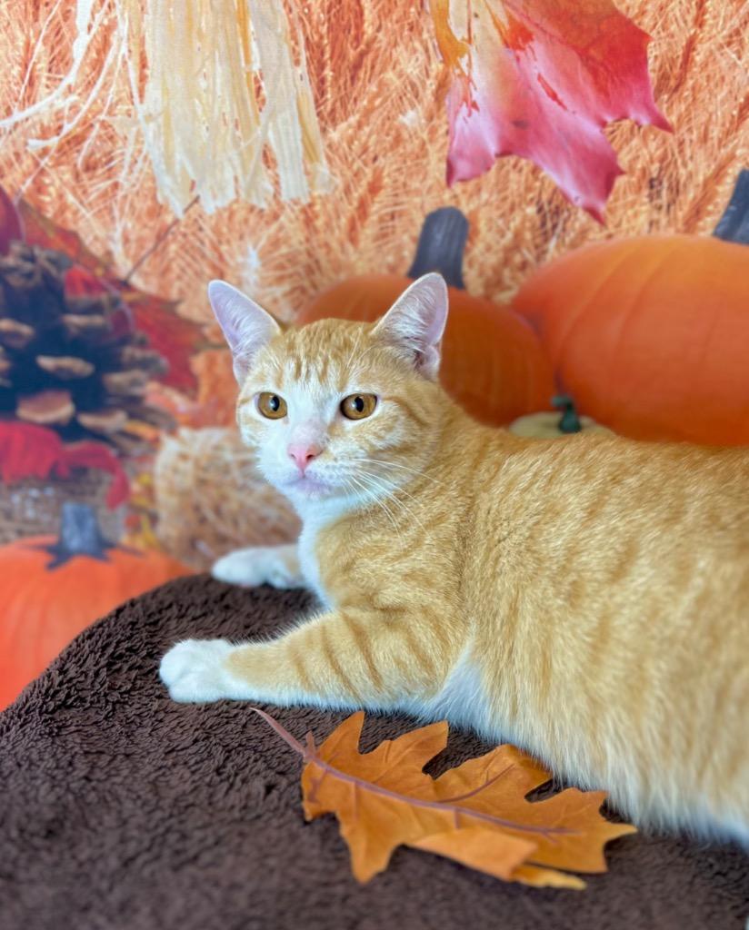 Susie, a Adoptable Tabby in Nacogdoches, TX image 4/5