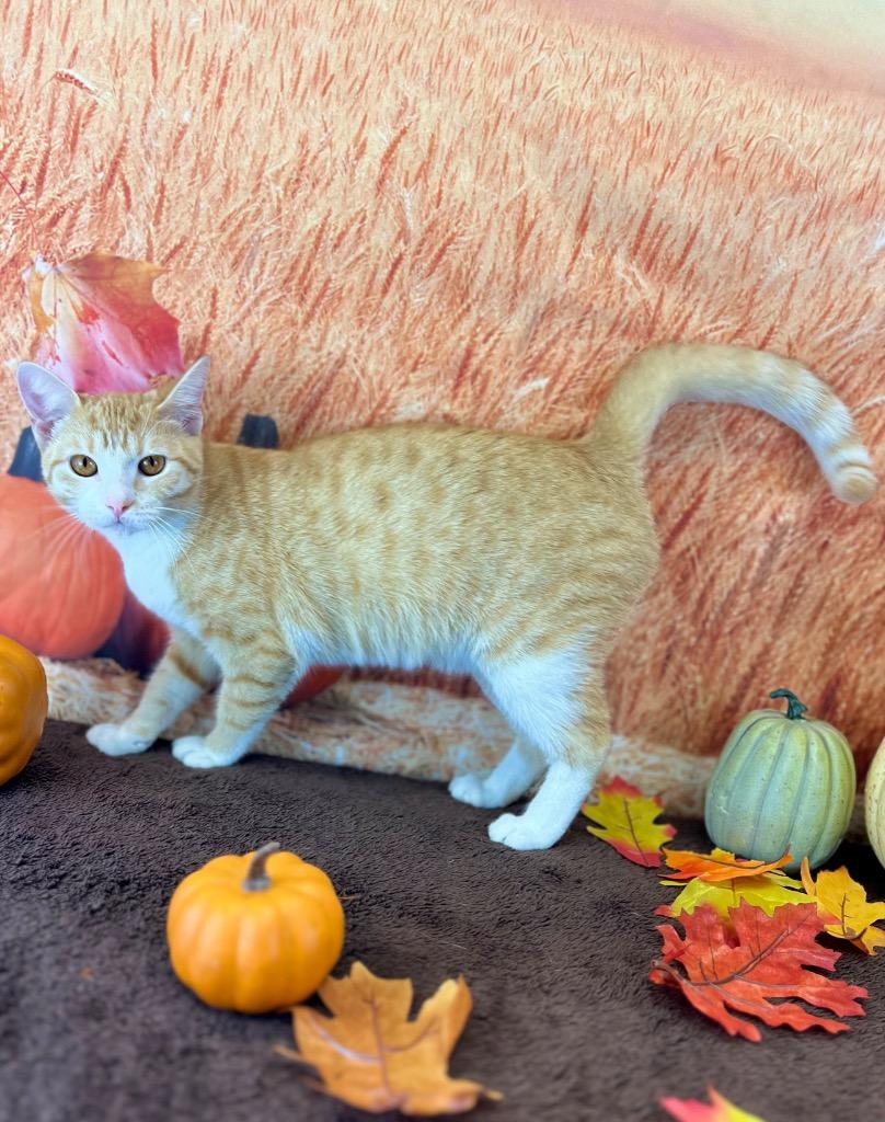 Susie, a Adoptable Tabby in Nacogdoches, TX image 5/5