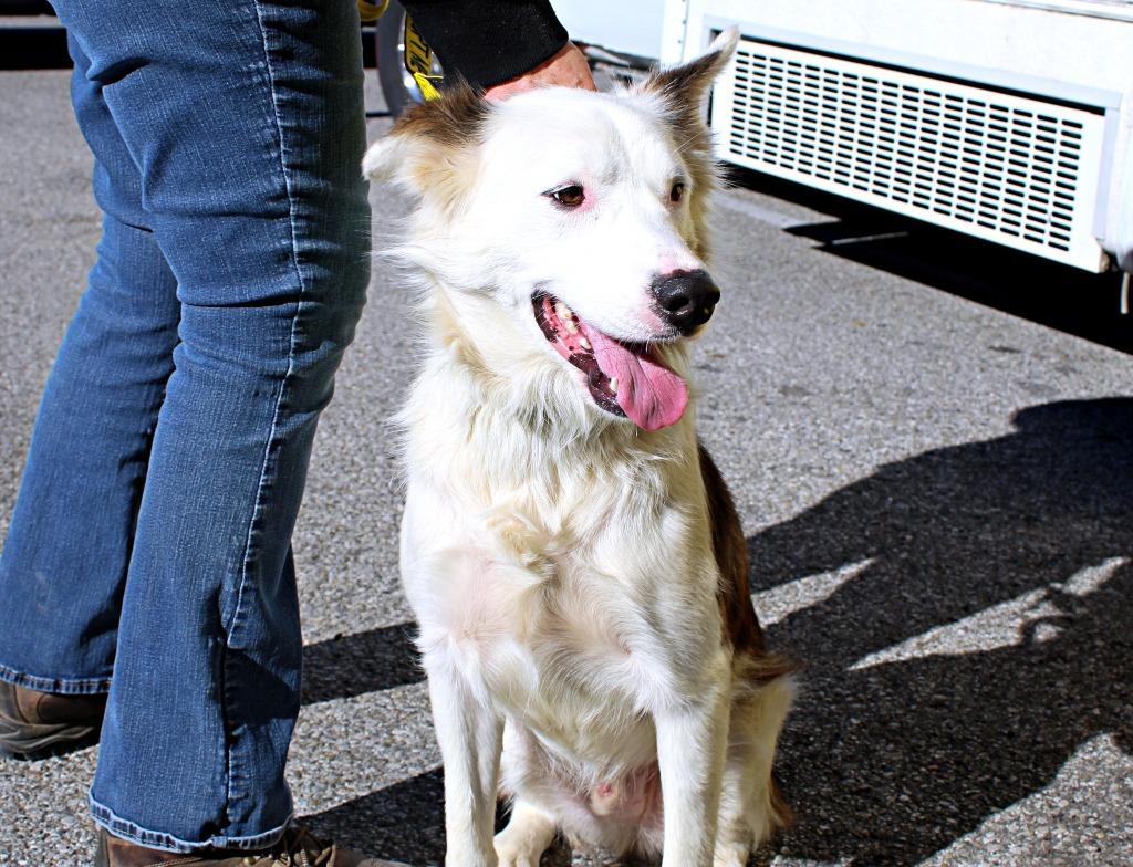 Donovan, Adoptable, Young Male Border Collie.