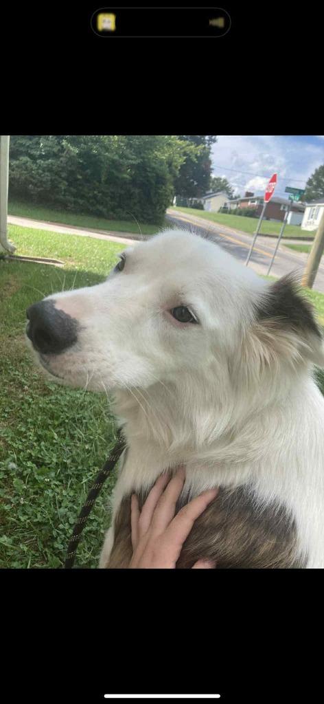 Enlarge Donovan, a Adoptable Border Collie in Indianapolis, IN image 2/3
