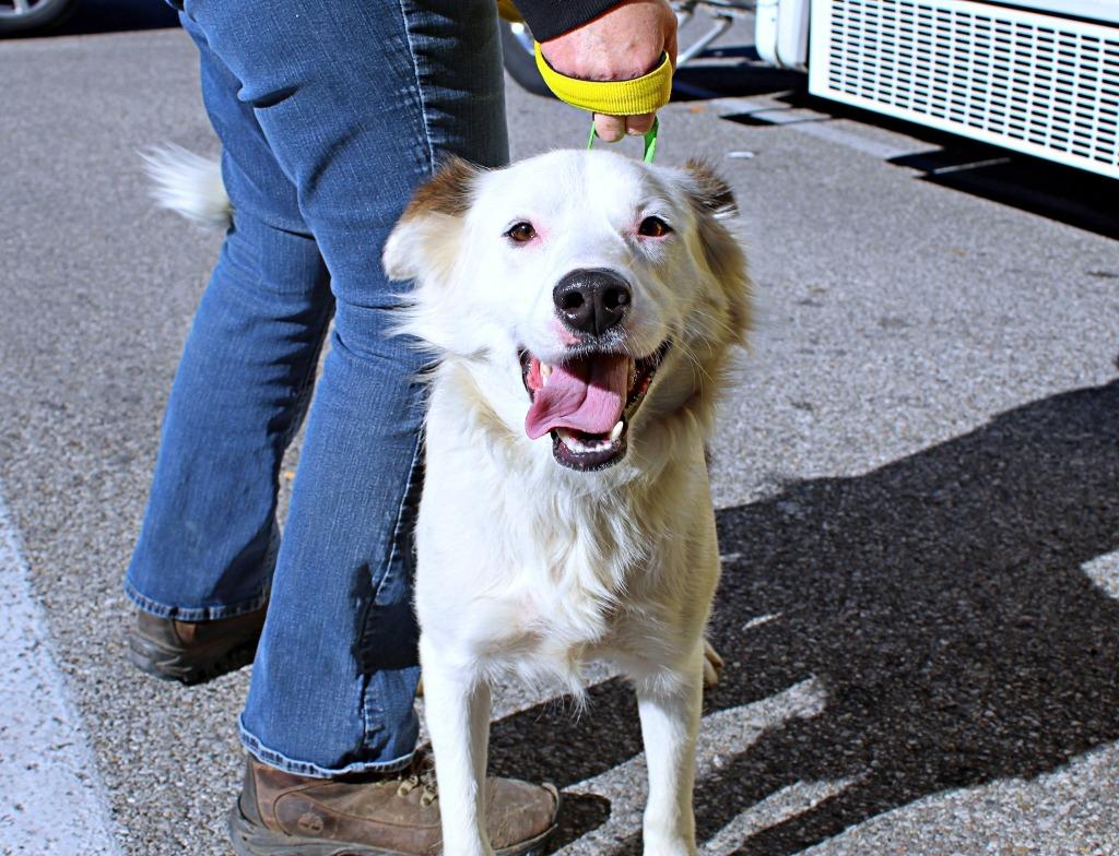 Enlarge Donovan, a Adoptable Border Collie in Indianapolis, IN image 3/3