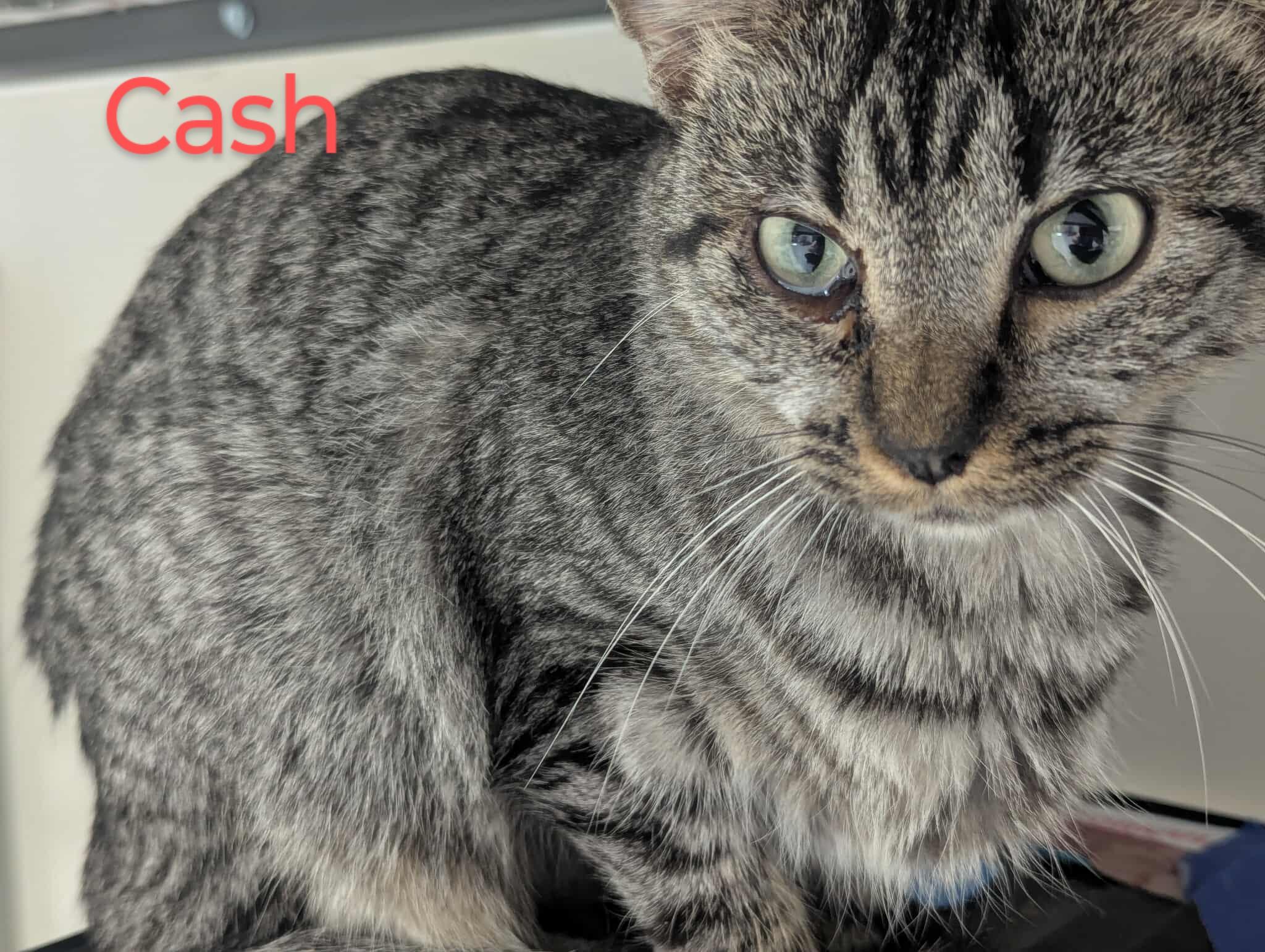 Cash, Adoptable, Adult Female American Shorthair.