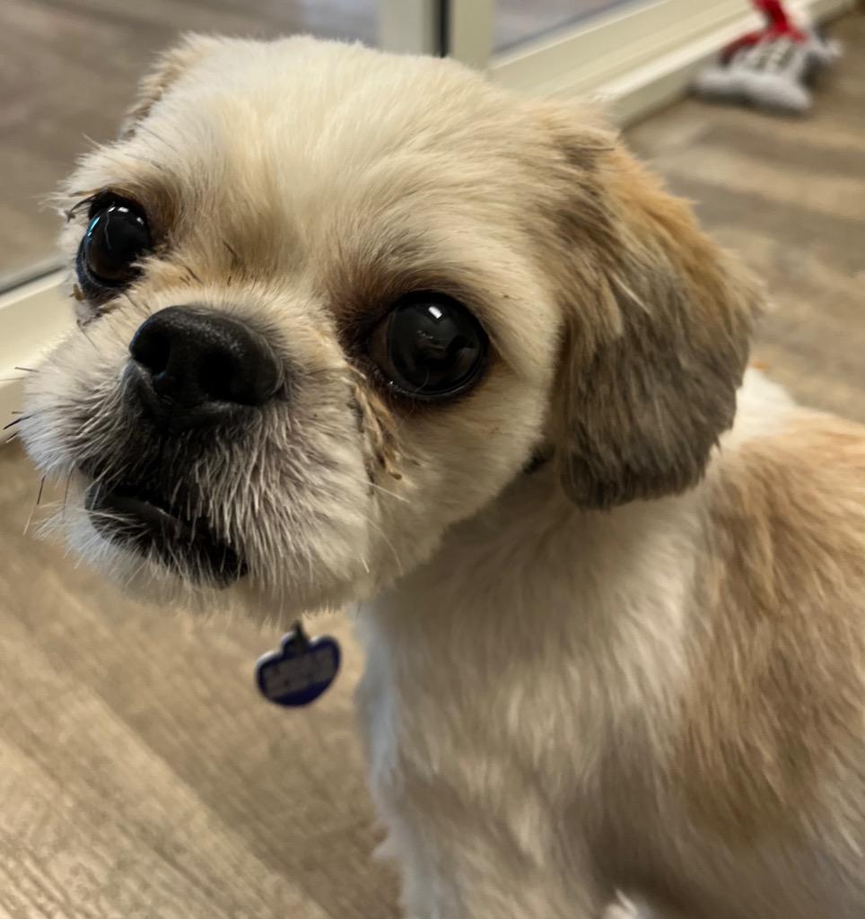 Pauly, a Adoptable mixed breed in Lake Forest, CA image 1/3