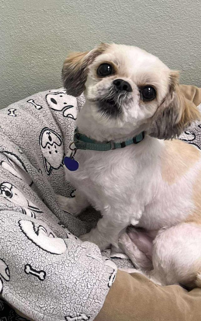 Pauly, a Adoptable mixed breed in Lake Forest, CA image 2/3