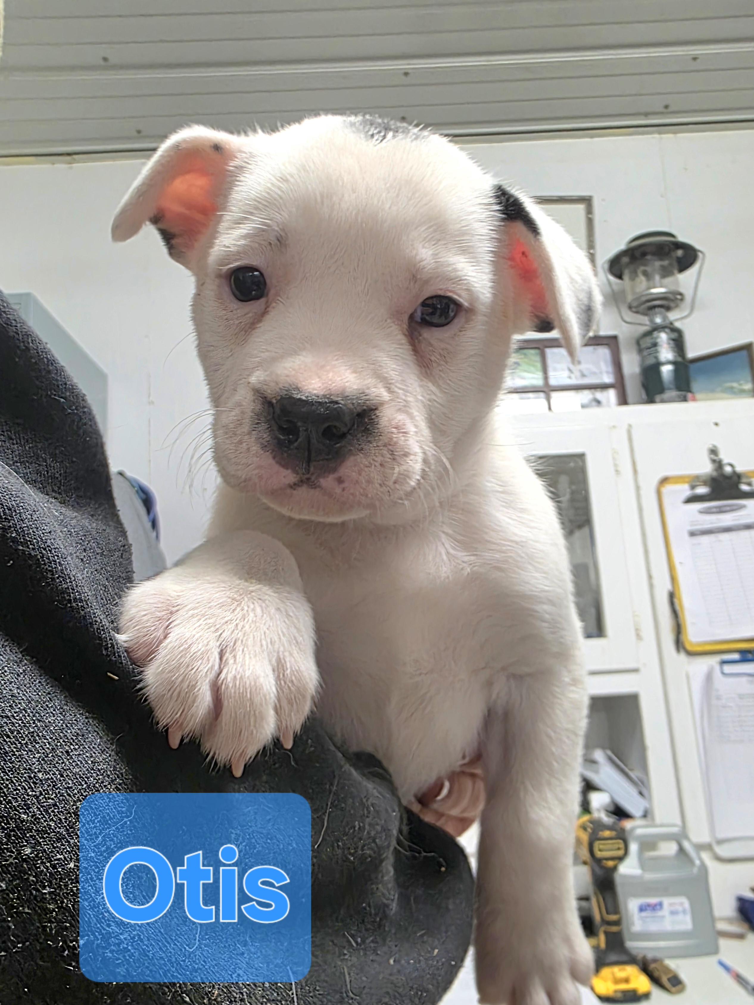 Enlarge Otis, an adopted mixed breed in Walthill, NE image 1/1