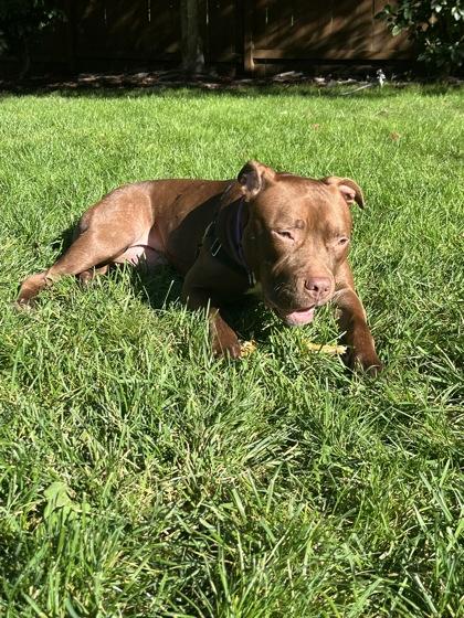 Enlarge Snickers, a Adoptable mixed breed in Bellevue, WA image 1/3