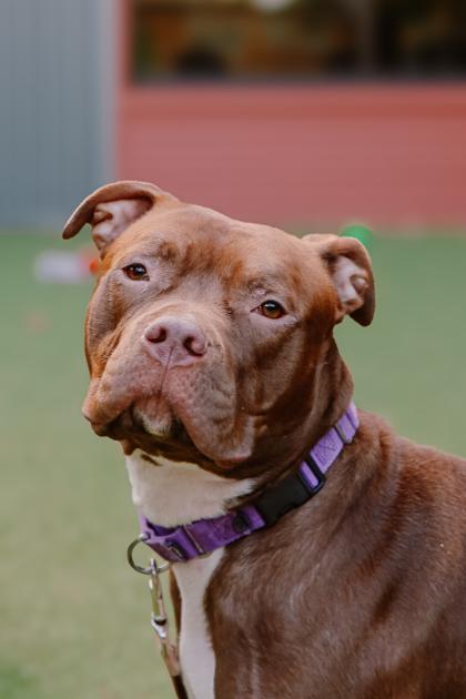 Enlarge Snickers, a Adoptable mixed breed in Bellevue, WA image 2/3