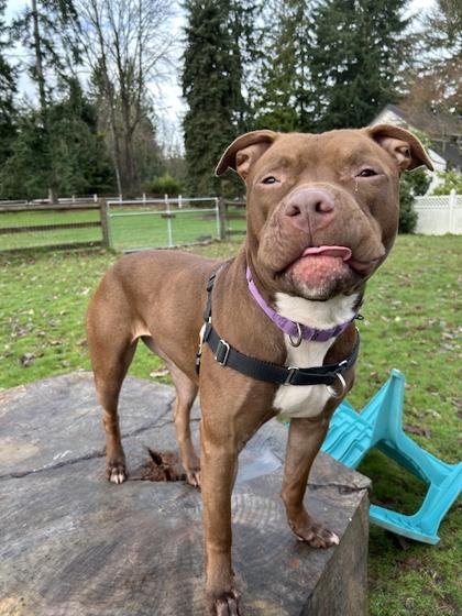 Snickers, Adoptable, Adult Female Pit Bull Terrier & Mixed Breed.