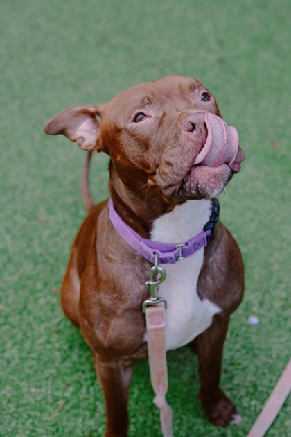 Enlarge Snickers, a Adoptable mixed breed in Bellevue, WA image 2/3