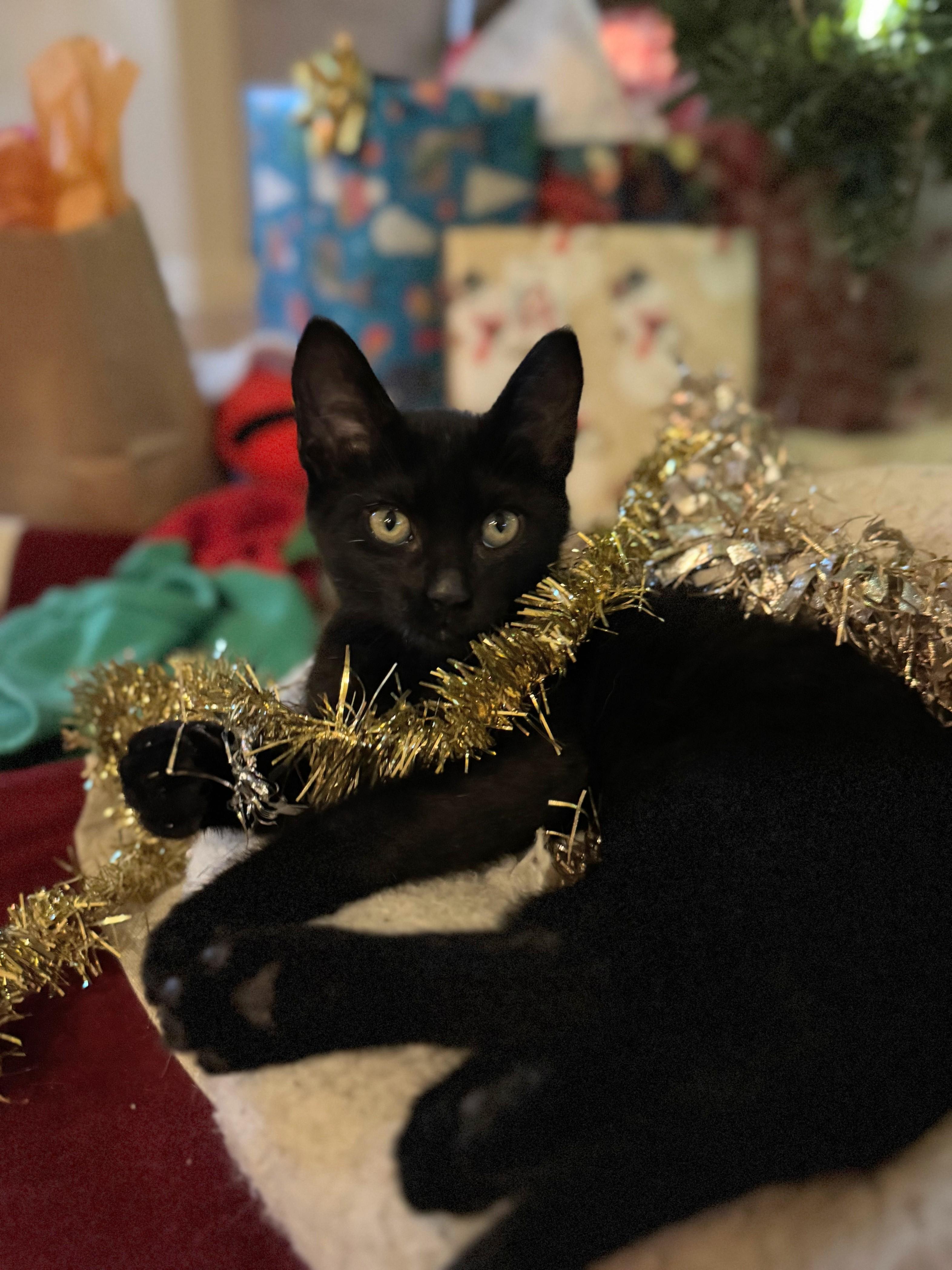  Bones, ADOPTABLE, Kitten Male Domestic Short Hair.