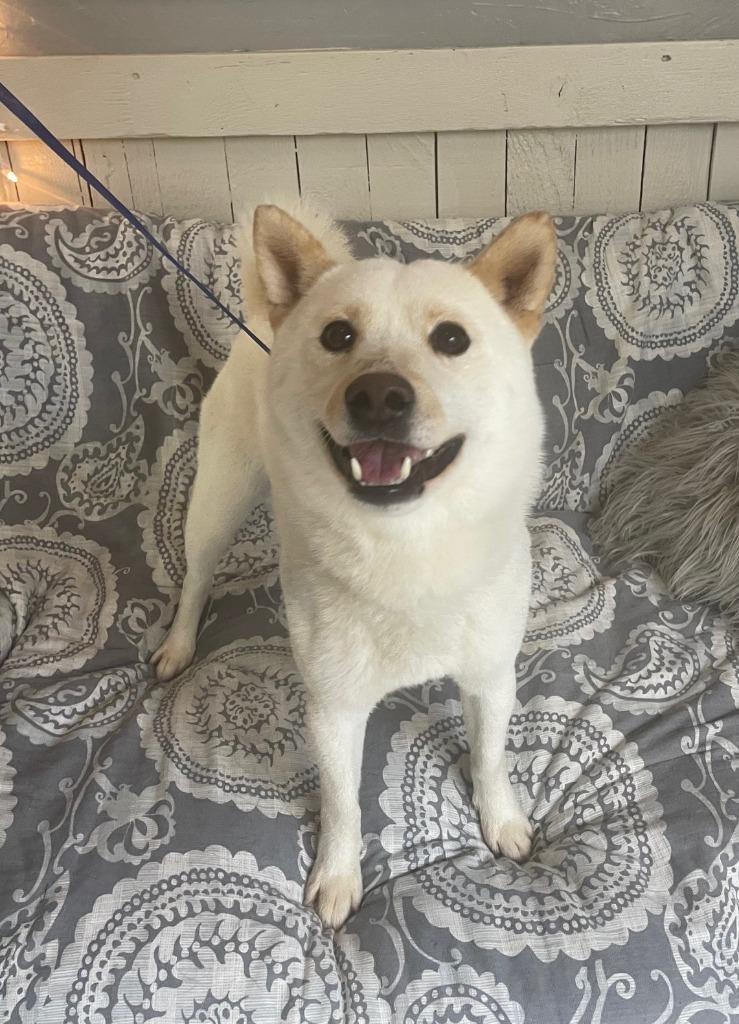 Squirrel, a Adoptable Shiba Inu in Fort Worth, TX image 1/2