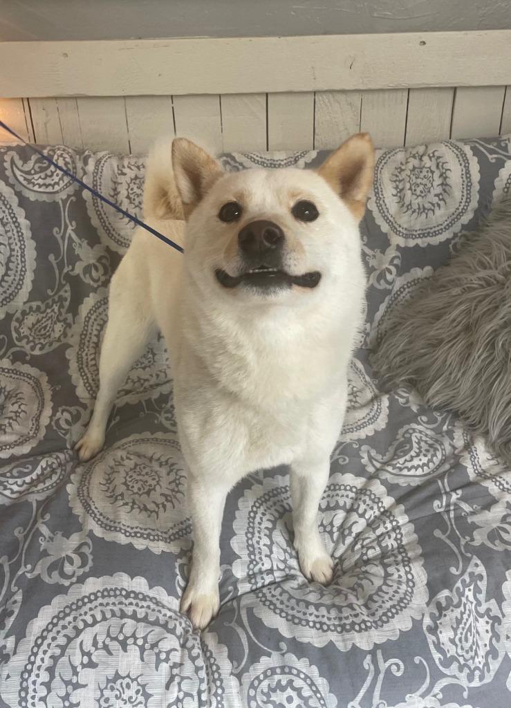 Squirrel, a Adoptable Shiba Inu in Fort Worth, TX image 2/2