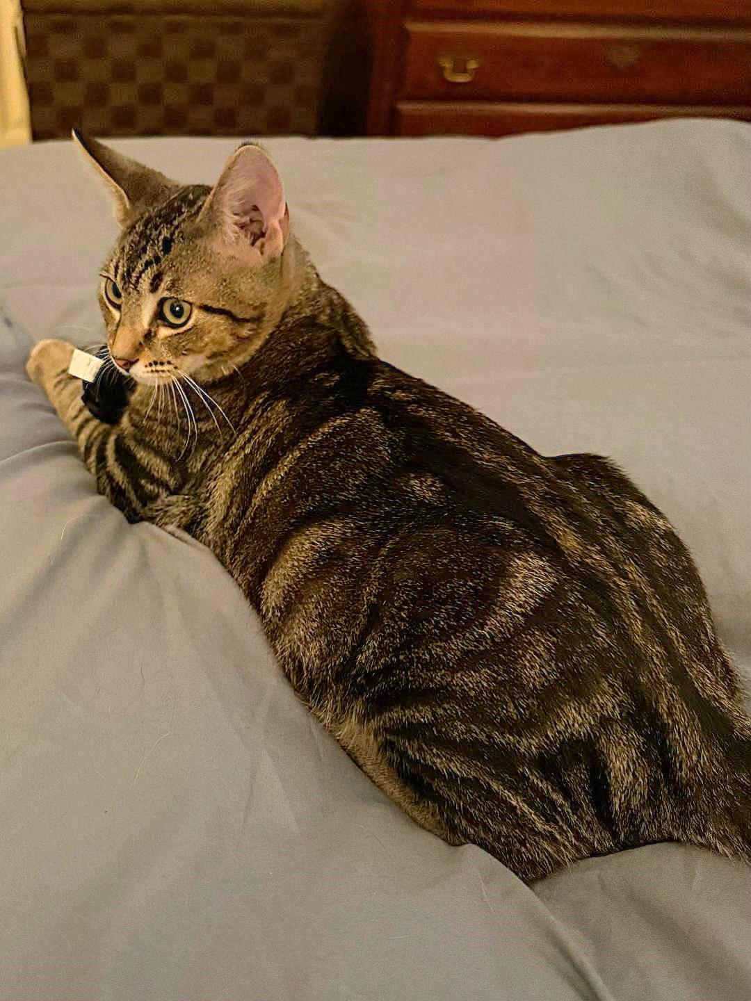 Lotsa Meows, Adoptable, Kitten Male Tabby & Domestic Short Hair.