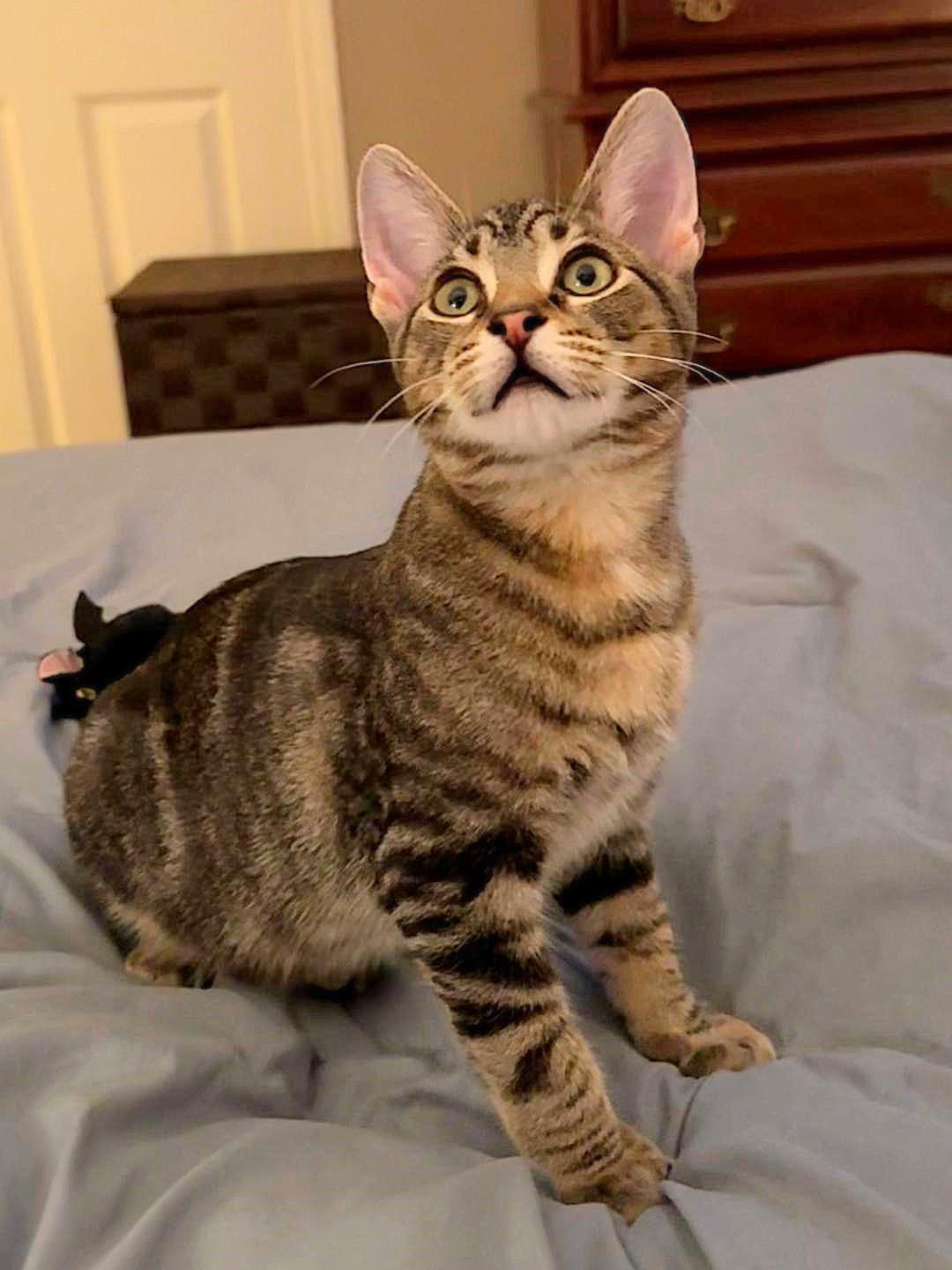 Lotsa Meows, a Adoptable mixed breed in Wheaton, IL image 3/6