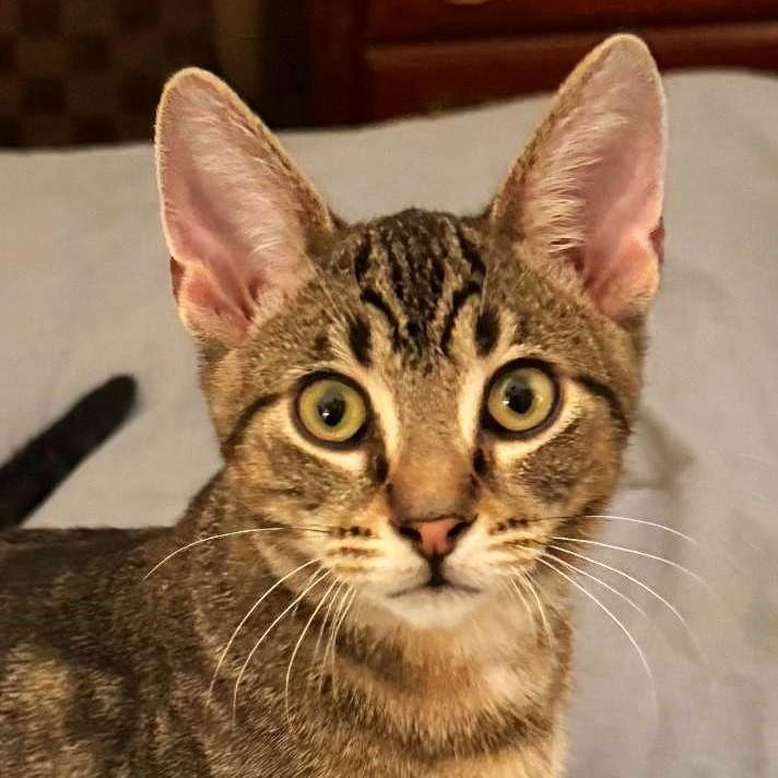 Lotsa Meows, a Adoptable mixed breed in Wheaton, IL image 2/6