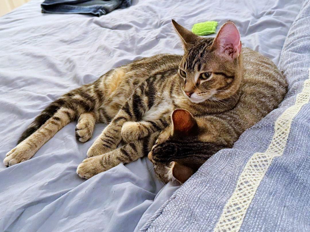 Lotsa Meows, a Adoptable mixed breed in Wheaton, IL image 6/6