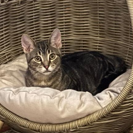 Lotsa Meows, a Adoptable mixed breed in Wheaton, IL image 1/6