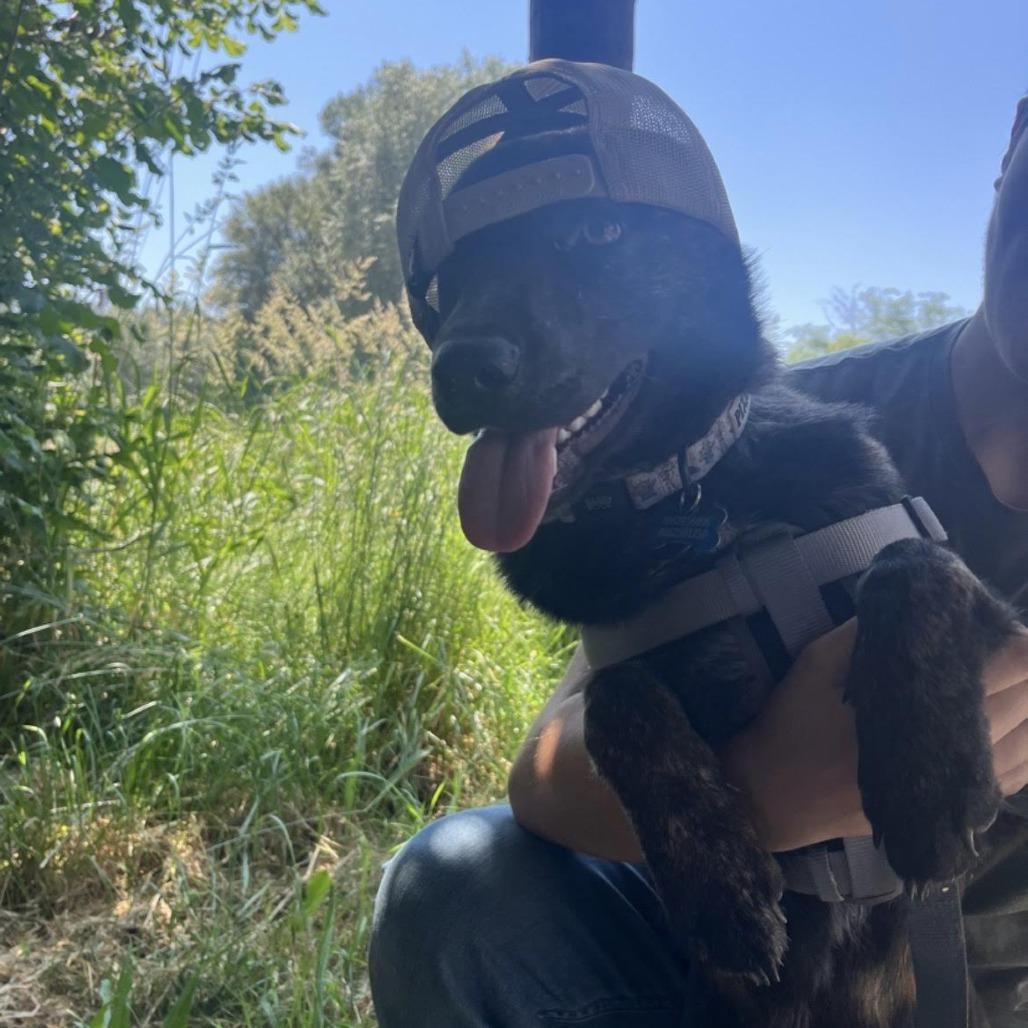 Bluey, Adoptable, Young Male Australian Cattle Dog / Blue Heeler & German Shepherd Dog.