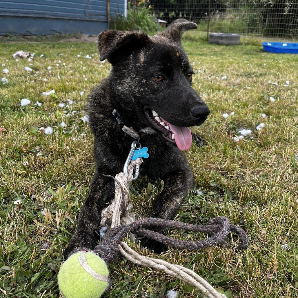 Bluey, a Adoptable mixed breed in Bellingham, WA image 2/3