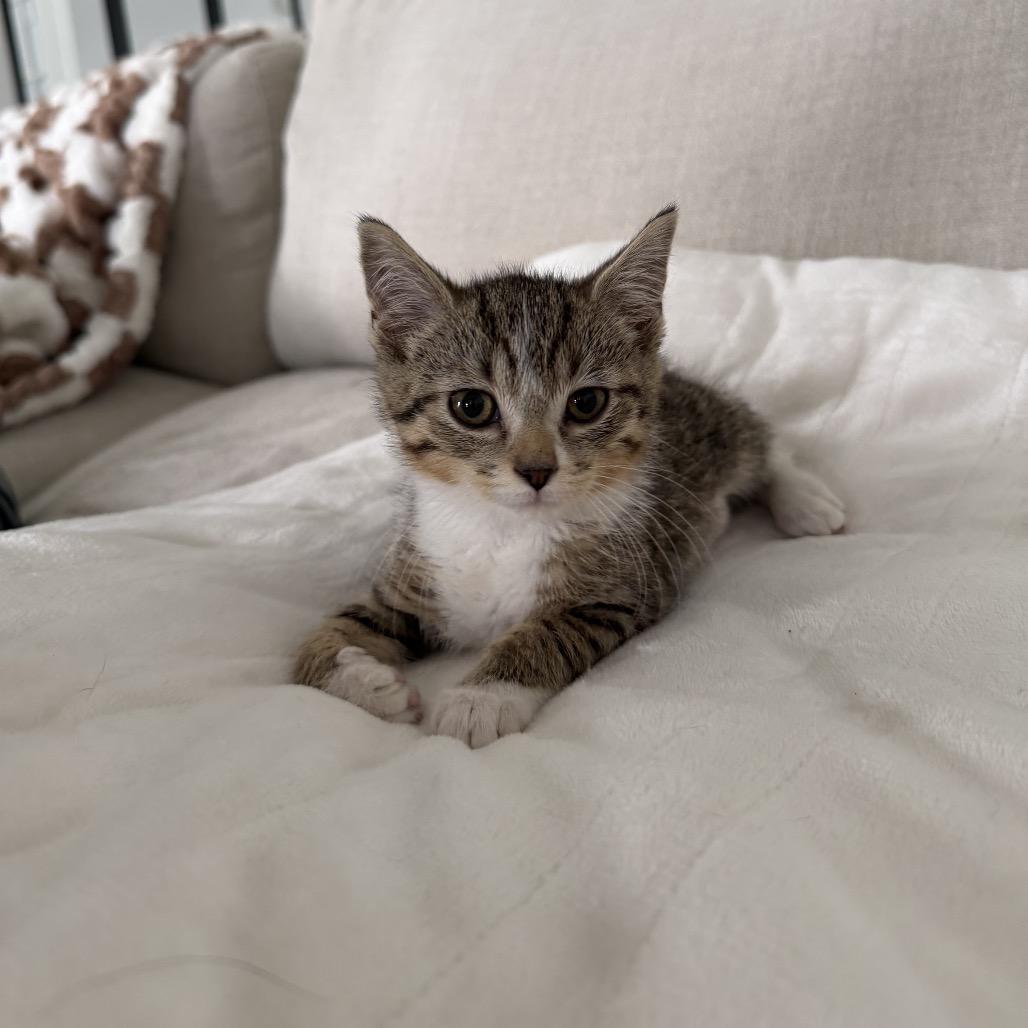 Enlarge Sailor Uranus, a Adoptable Domestic Short Hair in Portage, MI image 4/5
