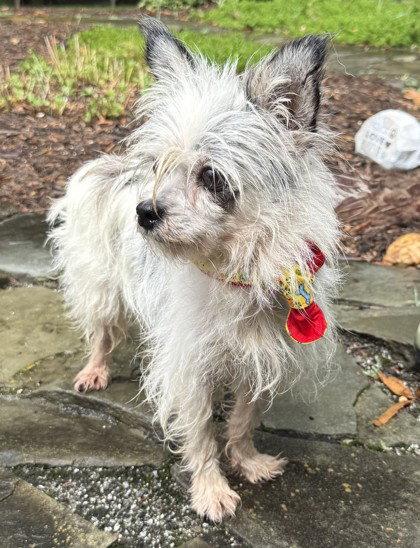 Kosmo Kramer, Adoptable, Senior Male Terrier.