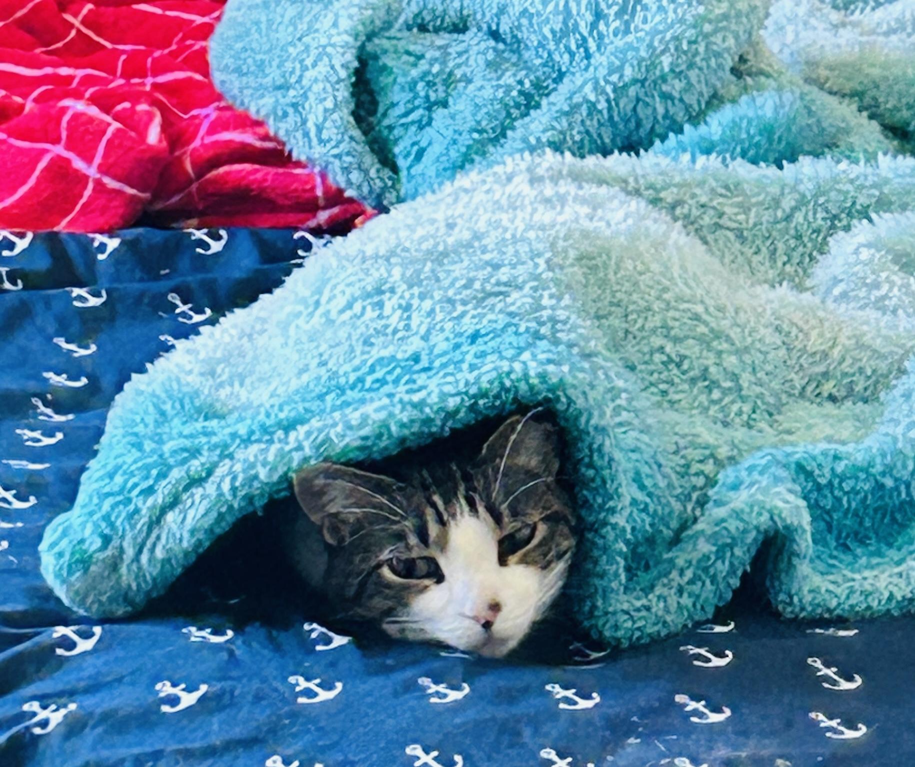 Enlarge Rilee (sweet girl) **VIDEO** , a ADOPTABLE Domestic Short Hair in Port Orange, FL image 4/5