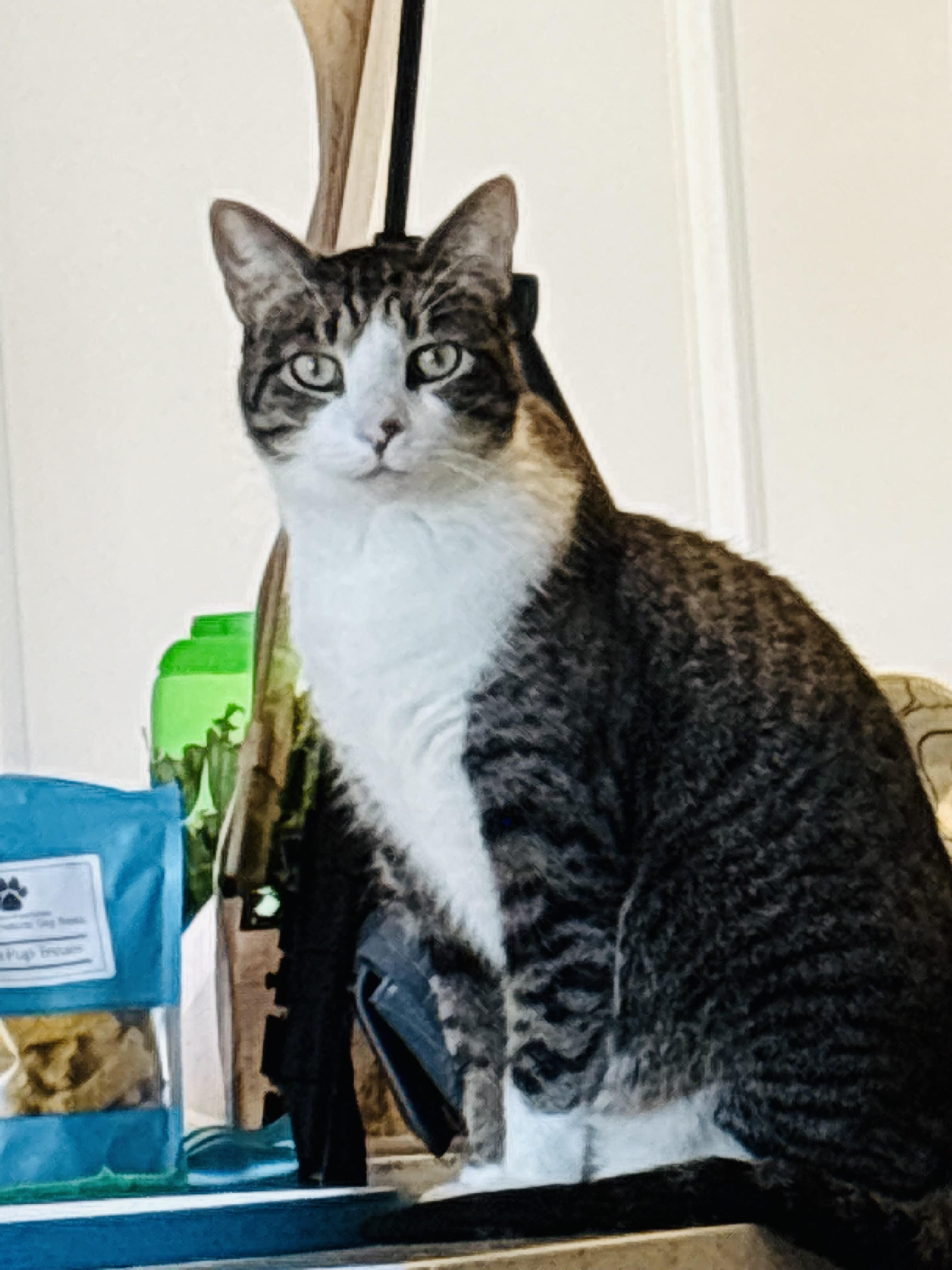 Enlarge Rilee (sweet girl) **VIDEO** , a ADOPTABLE Domestic Short Hair in Port Orange, FL image 3/5