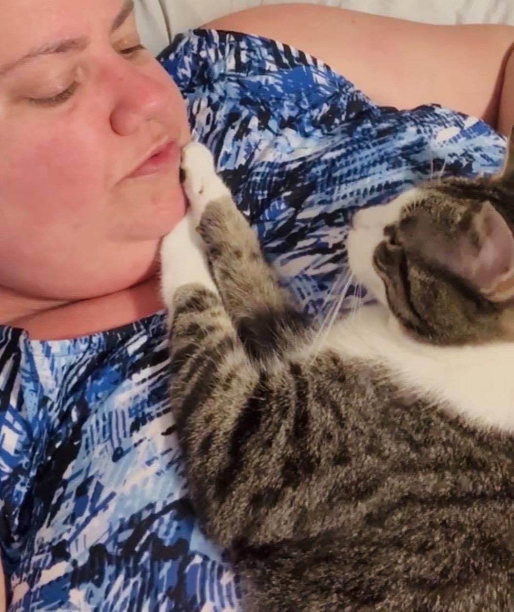 Enlarge Rilee (sweet girl) **VIDEO** , a ADOPTABLE Domestic Short Hair in Port Orange, FL image 2/5