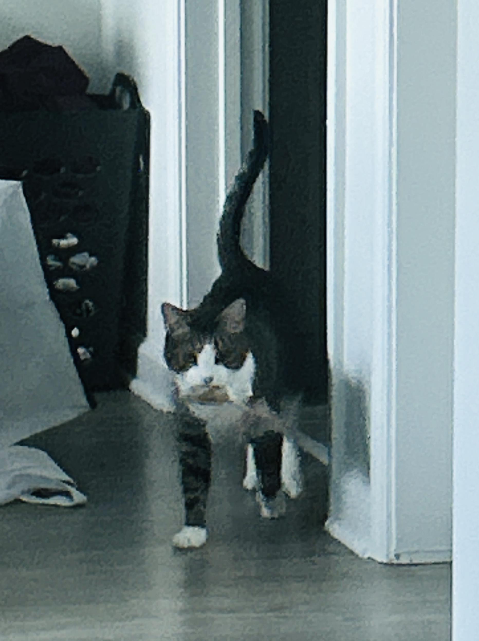 Enlarge Rilee (sweet girl) **VIDEO** , a ADOPTABLE Domestic Short Hair in Port Orange, FL image 5/5