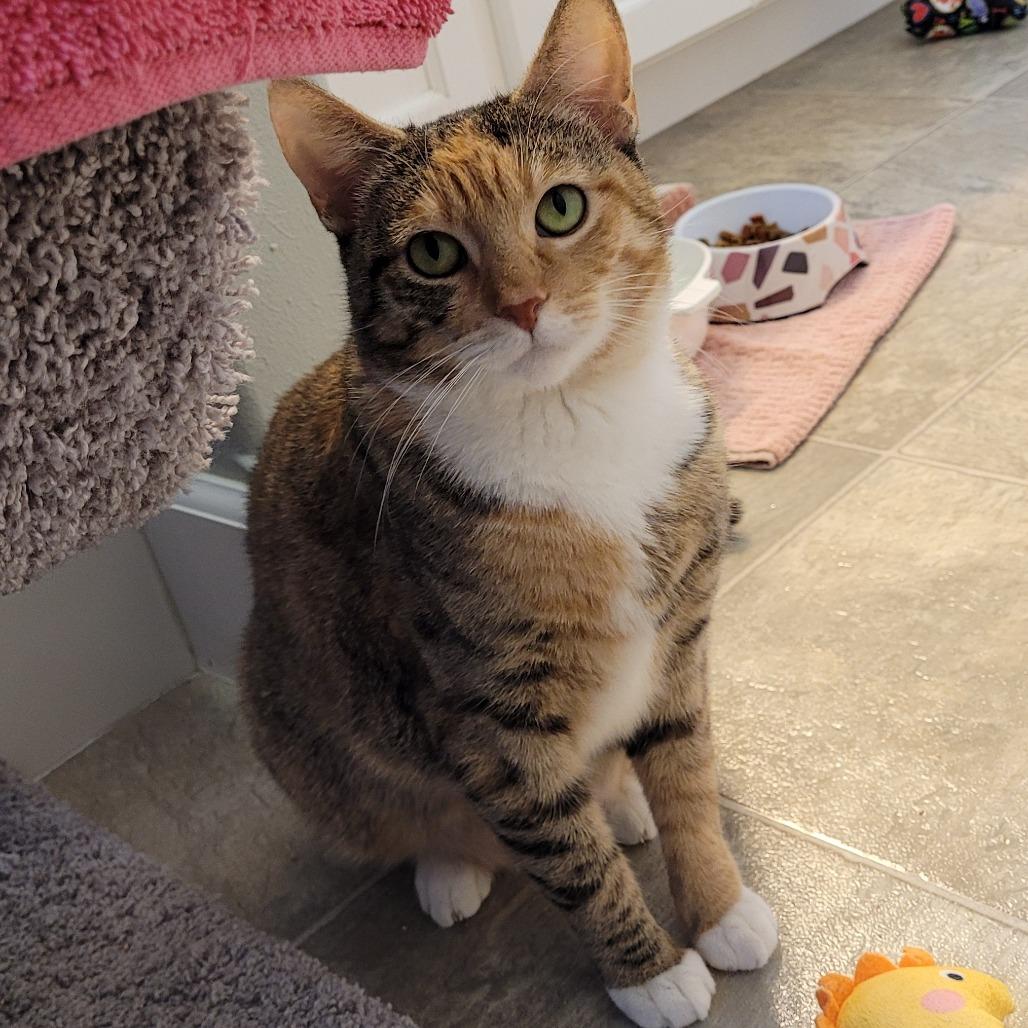 Pixie, Adoptable, Adult Female Domestic Short Hair.