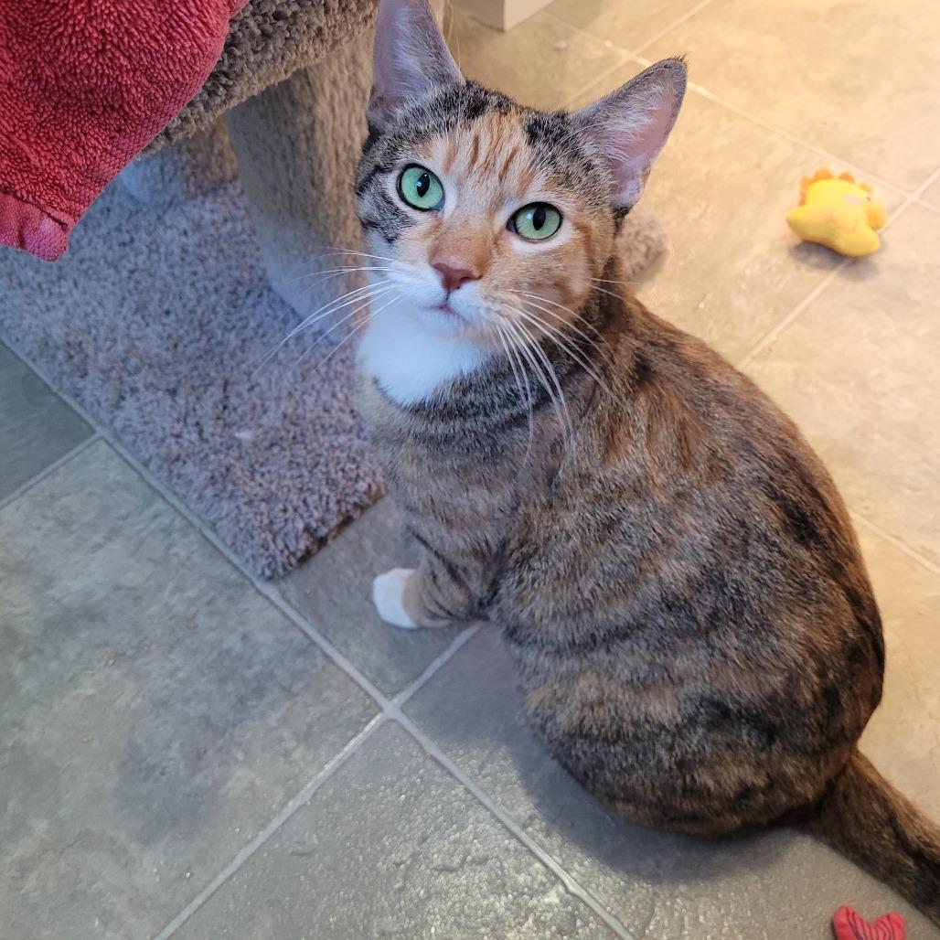 Enlarge Pixie, a Adoptable Domestic Short Hair in Spokane, WA image 2/3