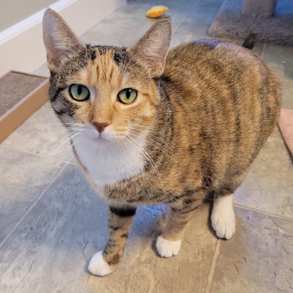 Enlarge Pixie, a Adoptable Domestic Short Hair in Spokane, WA image 3/3