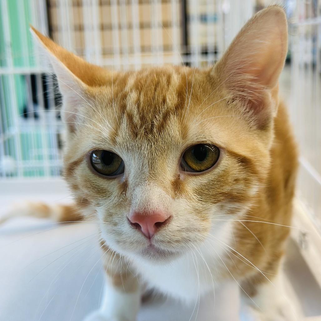 Gordy — thumbnail 2