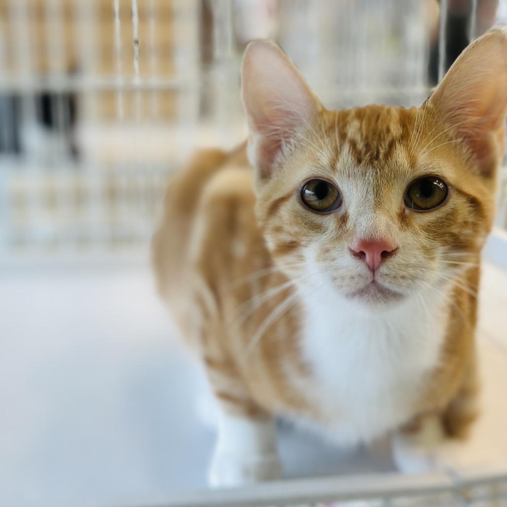 Gordy — thumbnail 3