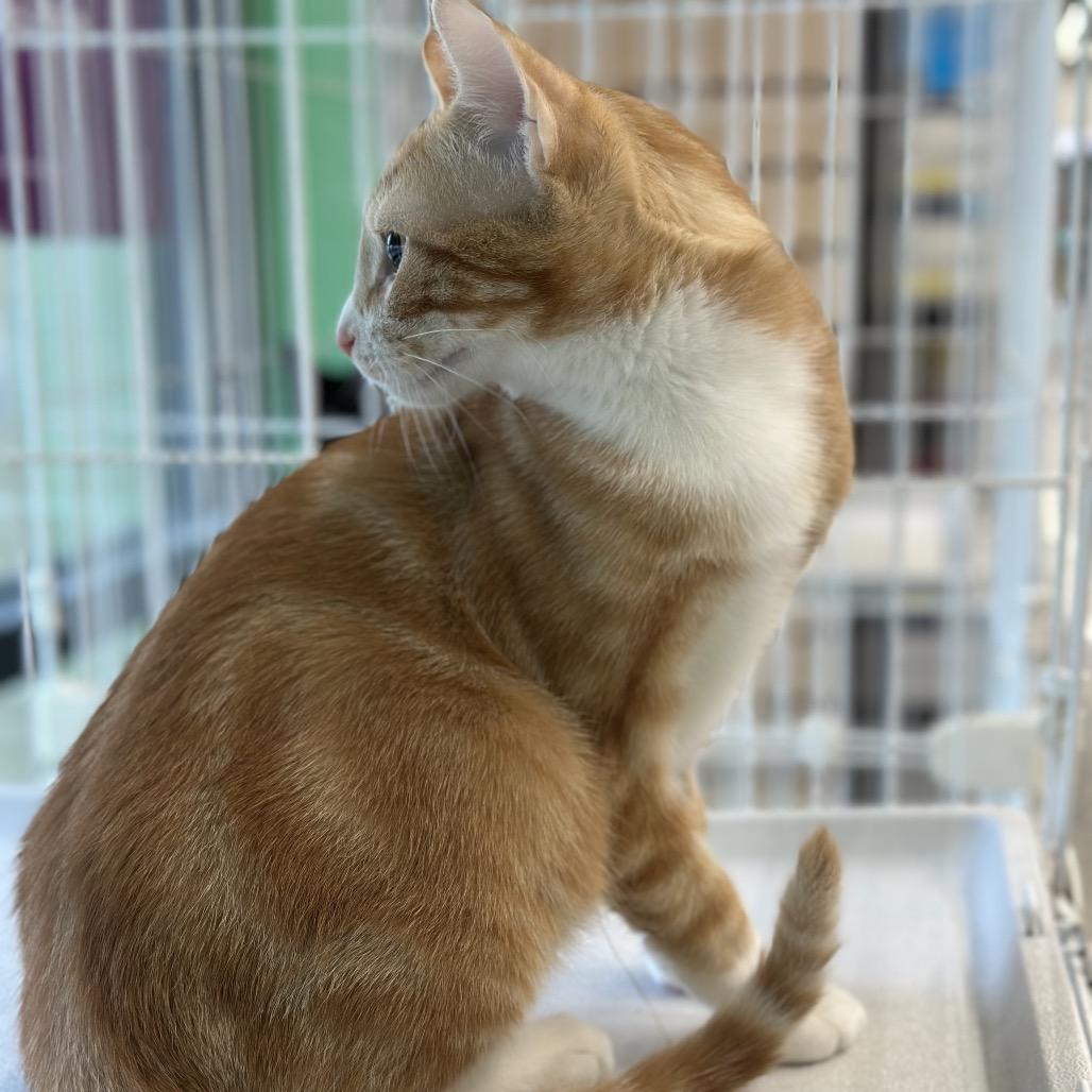 Gordy — thumbnail 4