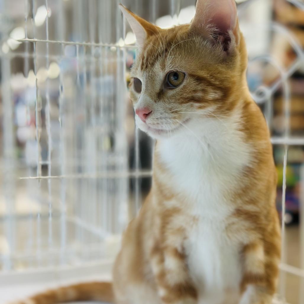 Gordy — thumbnail 5