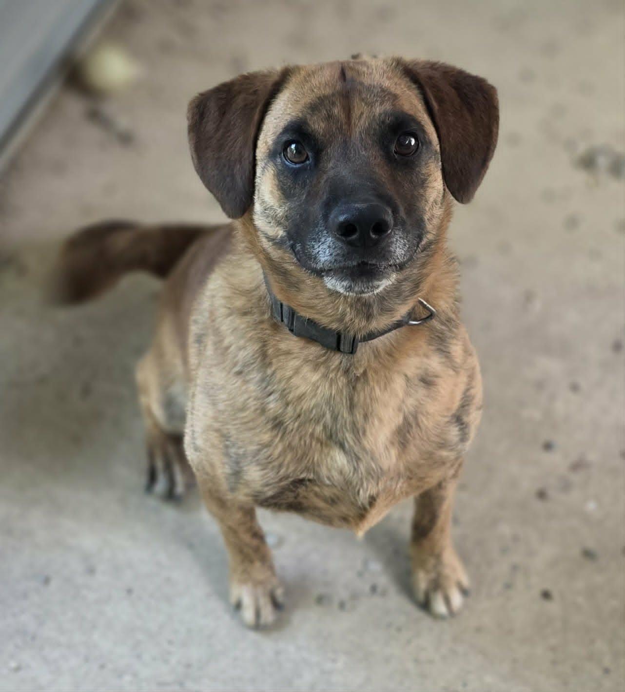 Odin, a Adoptable mixed breed in Woodsfield, OH image 1/3