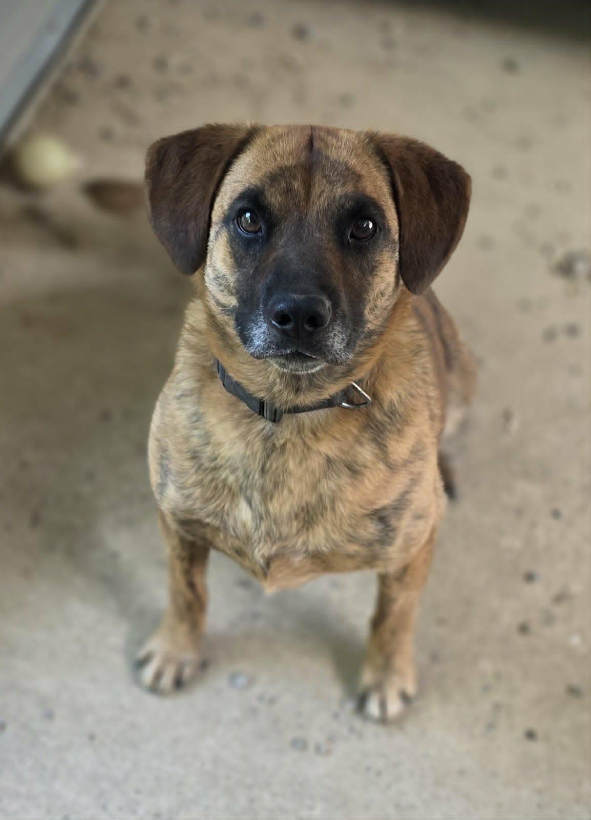 Odin, a Adoptable mixed breed in Woodsfield, OH image 2/3