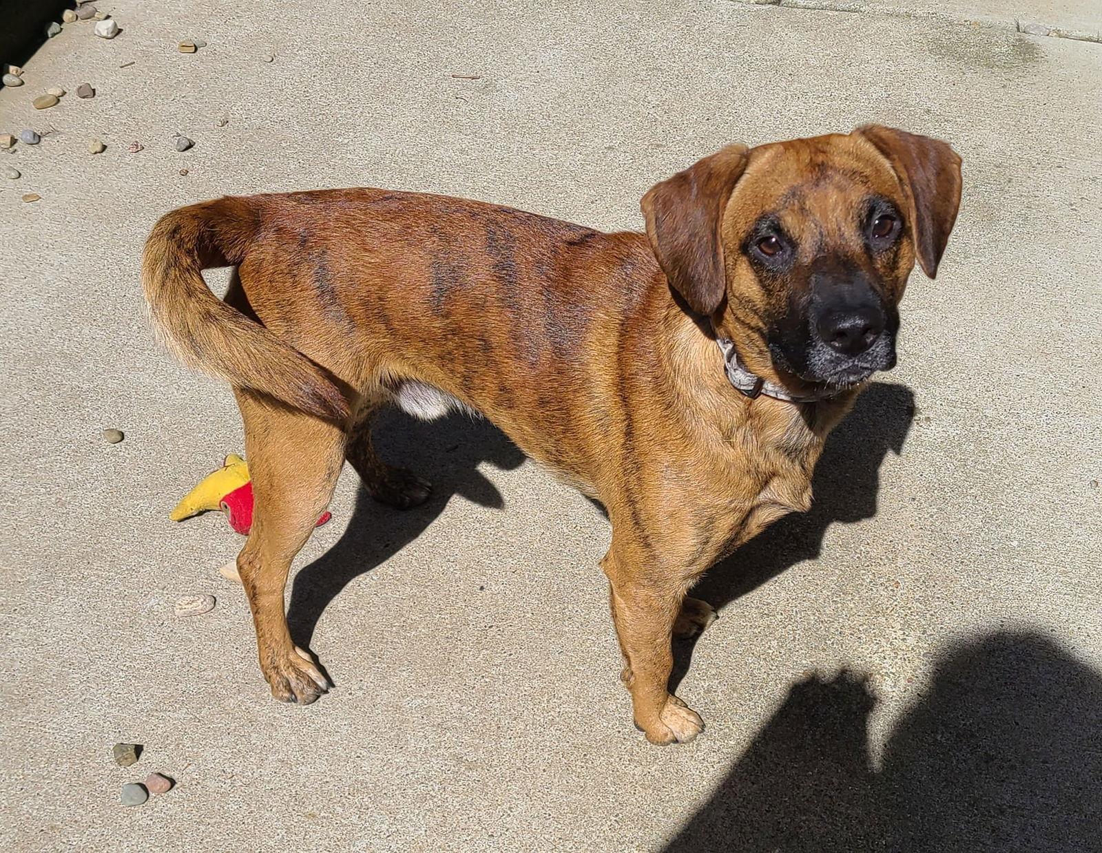 Odin, Adoptable, Young Male Boxer & Mountain Cur.