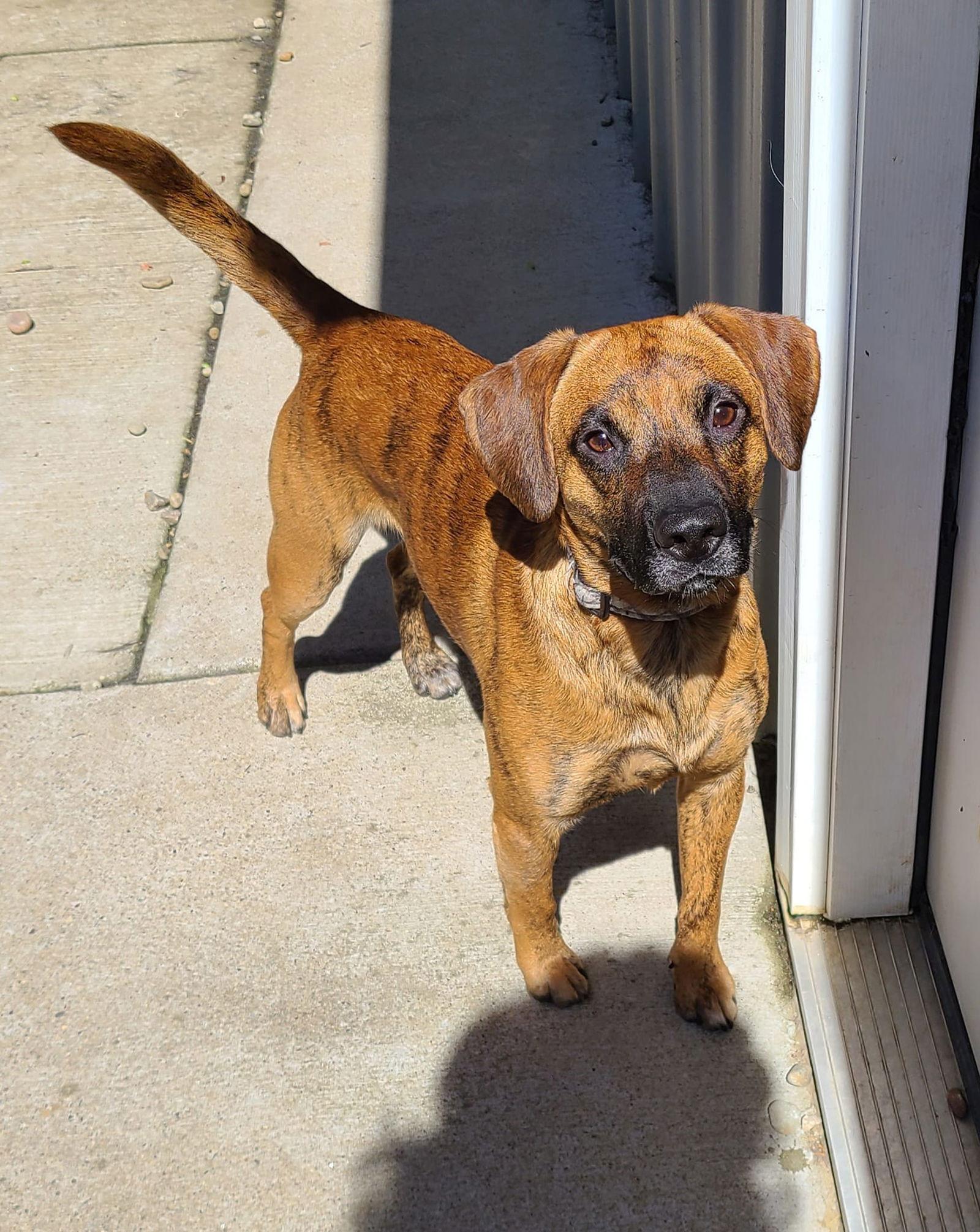 Enlarge Odin, a Adoptable mixed breed in Woodsfield, OH image 2/3