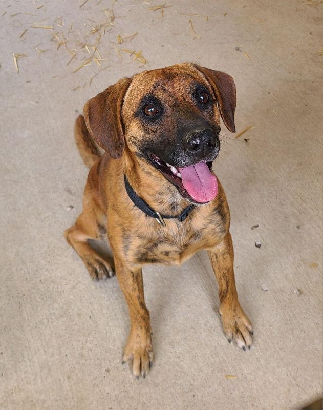 Enlarge Odin, a Adoptable mixed breed in Woodsfield, OH image 3/3