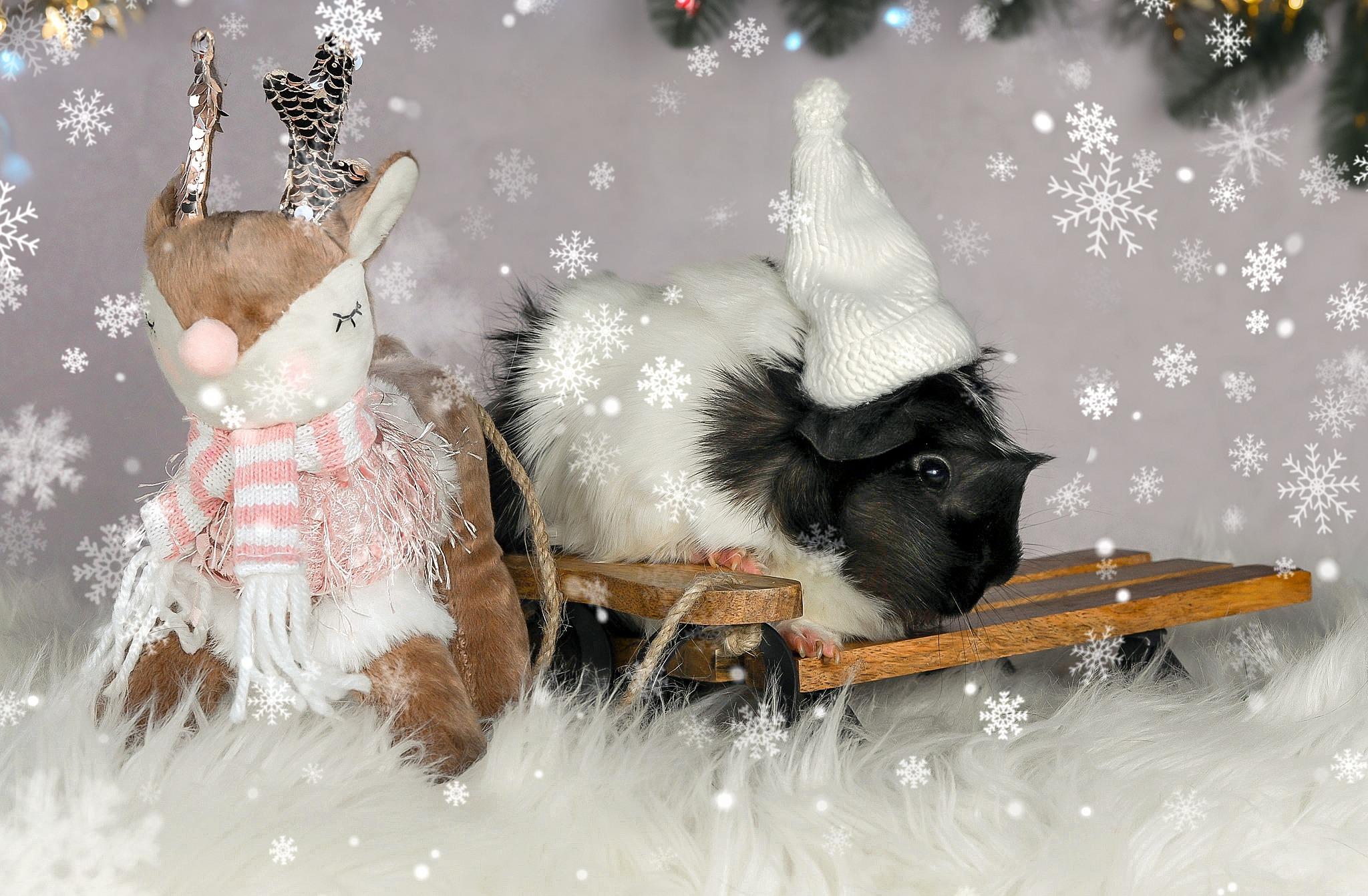 Enlarge Dior, a Adoptable mixed breed in Oakley, CA image 1/2