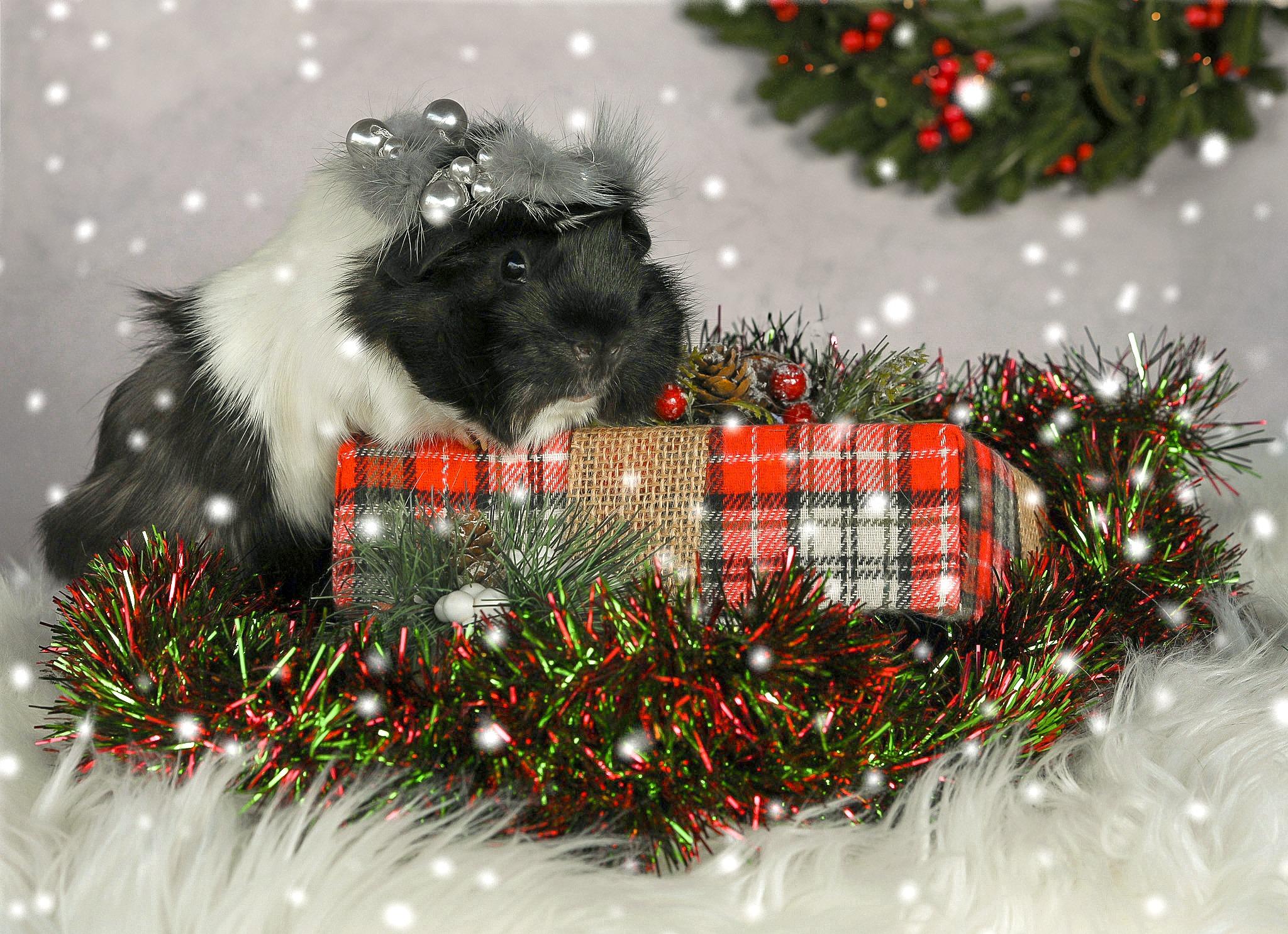 Enlarge Dior, a Adoptable mixed breed in Oakley, CA image 2/2